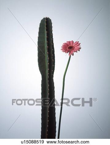 Stock Photo - Close-up of a cactus plant and a flower. Fotosearch