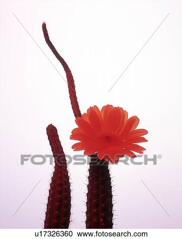 Close-up of a flower on cactus plant View Large Photo Image Stock Image - Close-up of a flower on cactus plant. Fotosearch