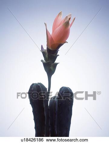 Close-up of a pink flower on cactus plant View Large Photo Image Stock Photograph - Close-up of a pink flower on cactus plant. Fotosearch