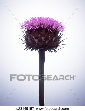 Stock Photo - Close-up of a purple flower. Fotosearch