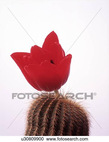 Close-up of a red flower on a cactus plant View Large Photo Image Stock Image - Close-up of a red flower on a cactus plant. Fotosearch