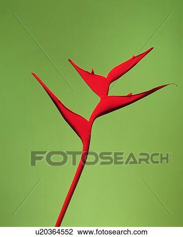 Stock Image - Close-up of a red flower. Fotosearch