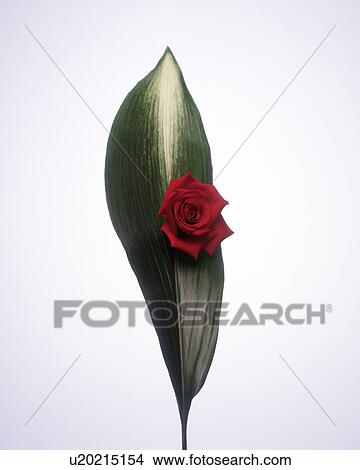 Picture - Close-up of a red rose on a leaf. Fotosearch