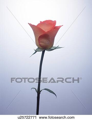 Stock Image - Close-up of a red rose. Fotosearch