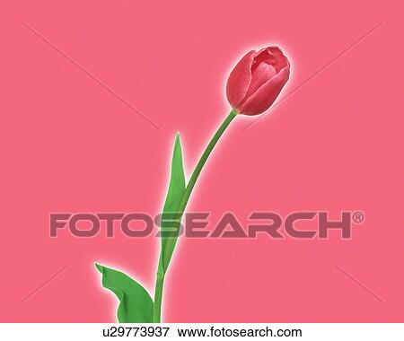 Close up of a red tulip View Large Photo Image Stock Photo - Close up of a red tulip. Fotosearch