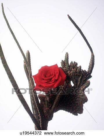 Stock Image - Close-up of a rose on a cactus plant. Fotosearch