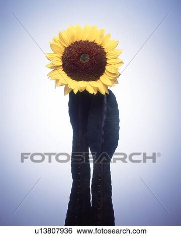 Close up of a sunflower on cactus plant View Large Photo Image Stock Photograph - Close up of a sunflower on cactus plant. Fotosearch
