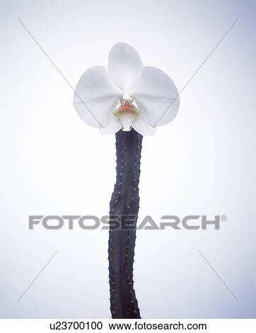 Close up of a white flower on a cactus plant View Large Photo Image Stock Image - Close up of a white flower on a cactus plant. Fotosearch