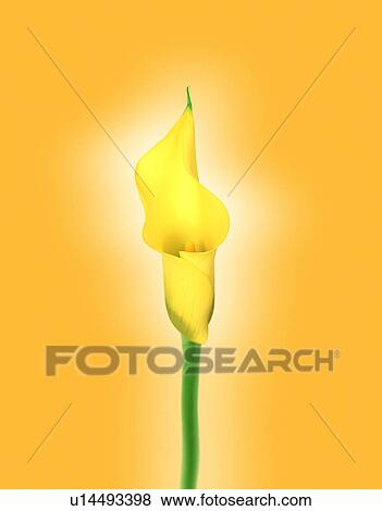 Close-up of a yellow canna View Large Photo Image Stock Photo - Close-up of a yellow canna. Fotosearch