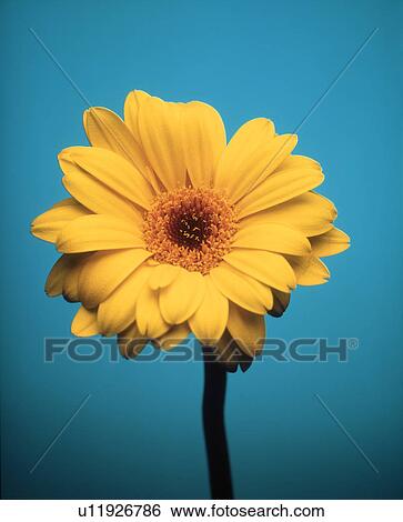 Close-up of a yellow flower View Large Photo Image Stock Photograph - Close-up of a yellow flower. Fotosearch