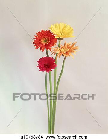 Picture - Close-up of beautiful flowers. Fotosearch