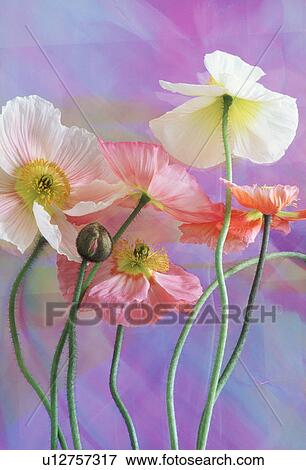 Close-up of beautiful flowers View Large Photo Image Stock Photo - Close-up of beautiful flowers. Fotosearch