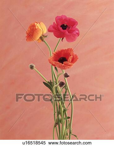 Stock Photography - Close-up of beautiful flowers. Fotosearch