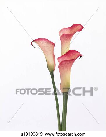 Stock Photo - Close up of beautiful pink cannas. Fotosearch