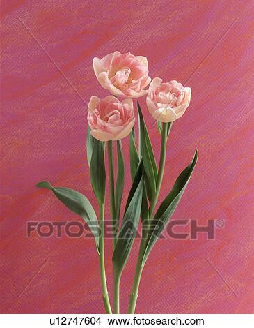 Picture - Close-up of beautiful pink flowers. Fotosearch