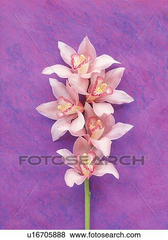 Stock Photo - Close-up of beautiful pink flowers. Fotosearch