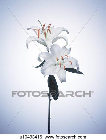 Close-up of beautiful white flowers View Large Photo Image Stock Photograph - Close-up of beautiful white flowers. Fotosearch