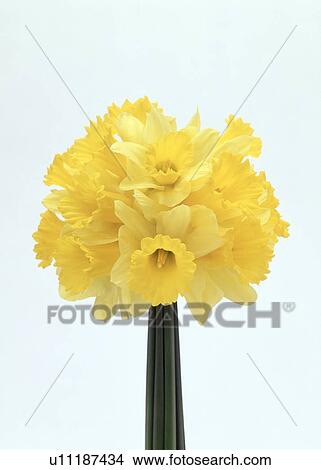 Close-up of beautiful yellow flowers View Large Photo Image Picture - Close-up of beautiful yellow flowers. Fotosearch