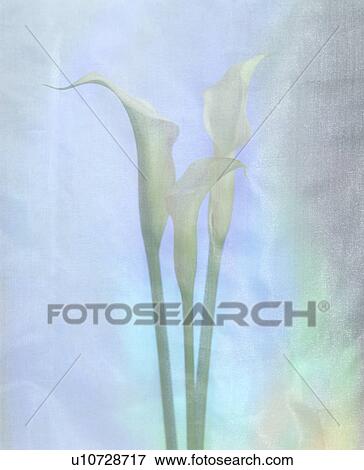 Stock Photo - Close-up of cannas. Fotosearch
