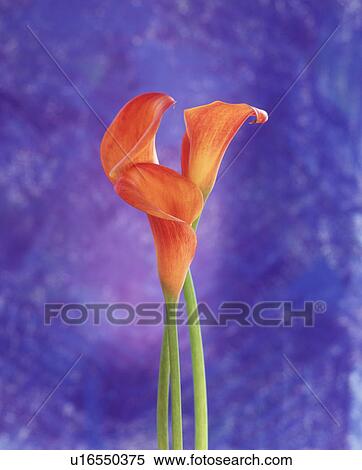 Stock Photography - Close-up of cannas. Fotosearch