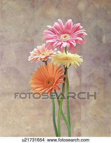 Close-up of colorful daisies View Large Photo Image Picture - Close-up of colorful daisies. Fotosearch