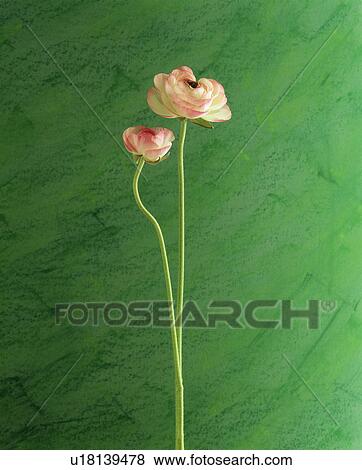Close-up of flowers View Large Photo Image Stock Photo - Close-up of flowers. Fotosearch