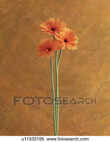 Close-up of orange flowers with long stalk View Large Photo Image Stock Photography - Close-up of orange flowers with long stalk. Fotosearch