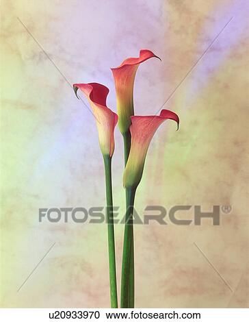 Stock Image - Close-up of pink cannas. Fotosearch