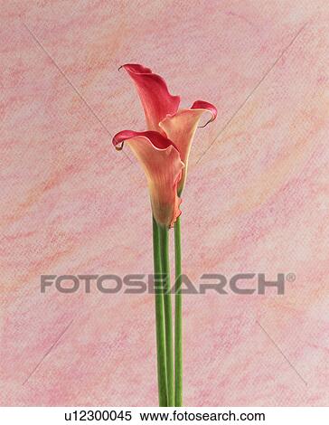Close-up of pink cannas View Large Photo Image Stock Photography - Close-up of pink cannas. Fotosearch
