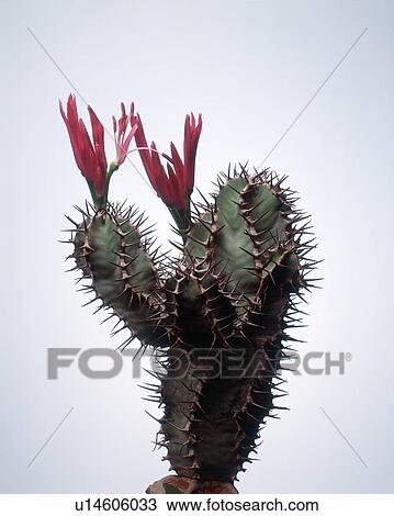 Close-up of pink flowers on a cactus plant View Large Photo Image Stock Image - Close-up of pink flowers on a cactus plant. Fotosearch