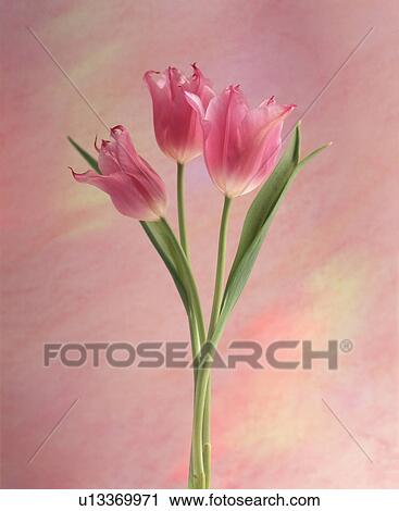 Close-up of pink flowers View Large Photo Image Stock Image - Close-up of pink flowers. Fotosearch