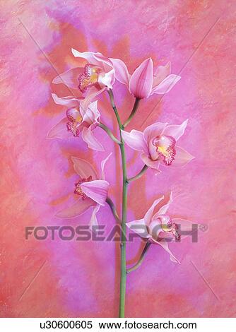 Stock Photography - Close-up of pink flowers. Fotosearch