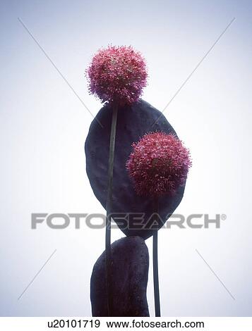 Close-up of pink flowers with a cactus plant View Large Photo Image Stock Photo - Close-up of pink flowers with a cactus plant. Fotosearch