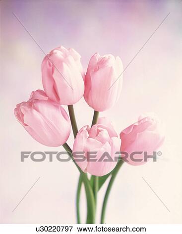 Close-up of pink tulips View Large Photo Image Stock Photo - Close-up of pink tulips. Fotosearch
