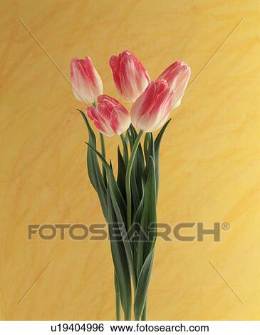 Close-up of pink tulips View Large Photo Image Stock Photograph - Close-up of pink tulips. Fotosearch