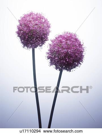 Close-up of purple flowers View Large Photo Image Picture - Close-up of purple flowers. Fotosearch