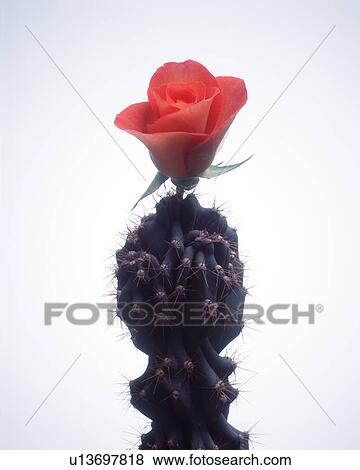 Close-up of red rose on a cactus plant View Large Photo Image Stock Photo - Close-up of red rose on a cactus plant. Fotosearch