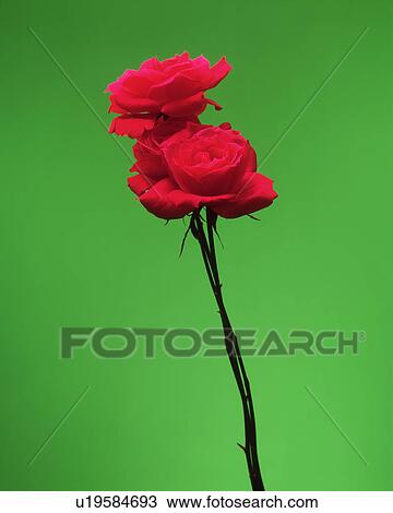Close-up of red roses View Large Photo Image Stock Image - Close-up of red roses. Fotosearch