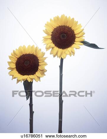 Close-up of sunflowers View Large Photo Image Stock Image - Close-up of sunflowers. Fotosearch
