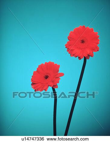 Close-up of two red flowers View Large Photo Image Stock Photograph - Close-up of two red flowers. Fotosearch
