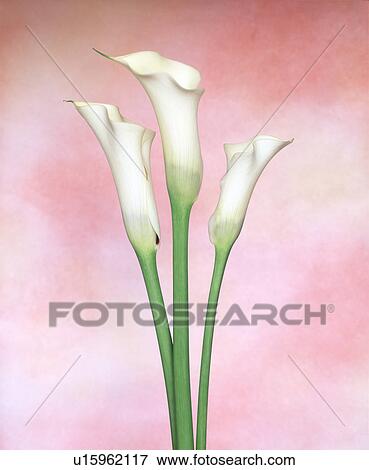 Close-up of white cannas View Large Photo Image Stock Photo - Close-up of white cannas. Fotosearch