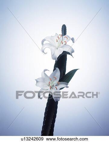 Close-up of white flowers on a cactus plant View Large Photo Image Stock Photo - Close-up of white flowers on a cactus plant. Fotosearch