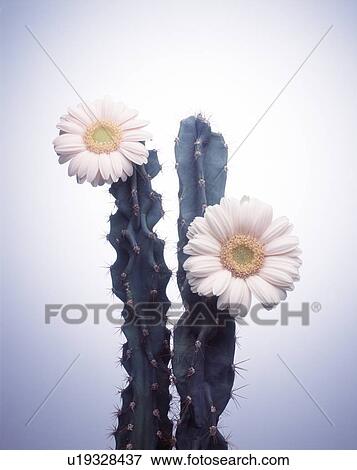 Close-up of white flowers on cactus plant View Large Photo Image Stock Photo - Close-up of white flowers on cactus plant. Fotosearch