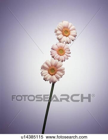 Stock Photography - Close-up of white flowers. Fotosearch