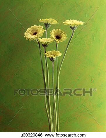 Stock Photograph - Close-up of yellow flowers. Fotosearch