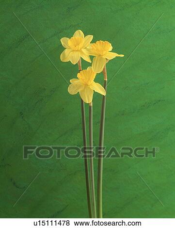 Close-up of yellow flowers with long stalk View Large Photo Image Stock Photo - Close-up of yellow flowers with long stalk. Fotosearch