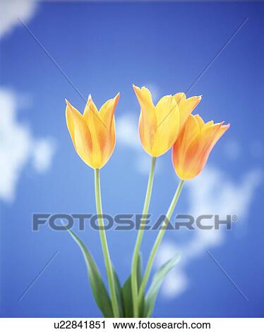 Close-up of yellow tulips against sky View Large Photo Image Stock Image - Close-up of yellow tulips against sky. Fotosearch