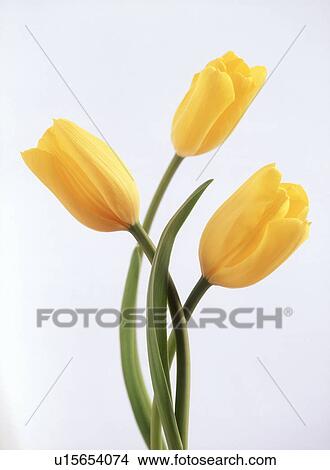 Close-up of yellow tulips View Large Photo Image Picture - Close-up of yellow tulips. Fotosearch