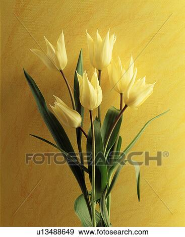 Close-up of yellow tulips View Large Photo Image Stock Photo - Close-up of yellow tulips. Fotosearch