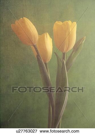 Close-up of yellow tulips View Large Photo Image Stock Photo - Close-up of yellow tulips. Fotosearch